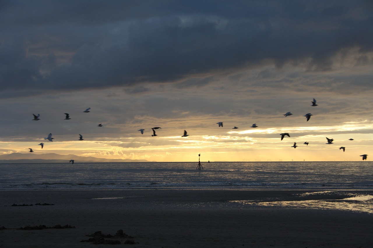 Seaside at dawn with birds flying past